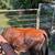Cattle--Dexter Heifer 9 thumbnail