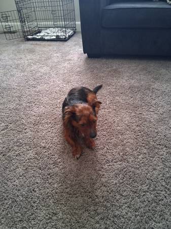 Pup..Yorkie mix (Norfolk)63882831577985121