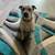 Rehoming 4 year old boxer/cattle dog mix 3 thumbnail
