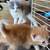 Kittens 7 thumbnail