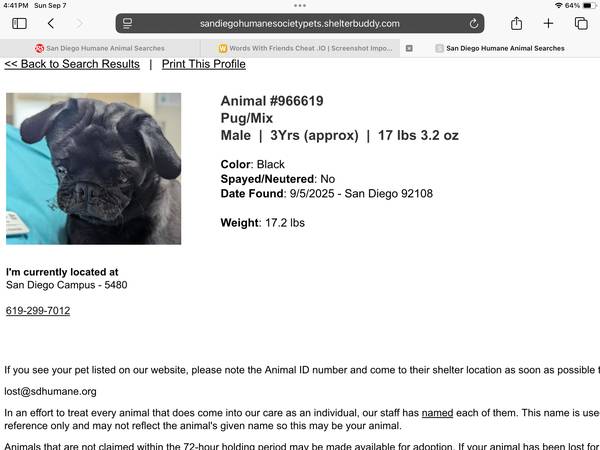 Pug mix, at SDHUMANE.ORG 1