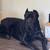 Male cane corso 7 thumbnail