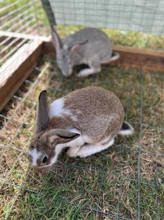 New Zealand x American chinchilla (Gloucester)63882831464321124