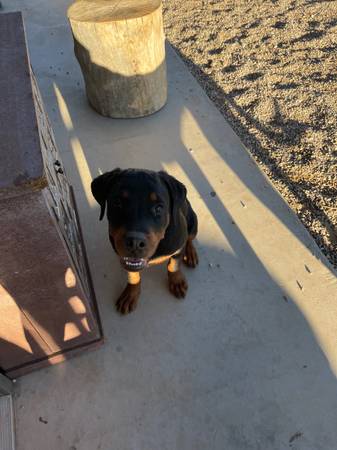Rottweiler (female) (Mesquite)63677732171523120