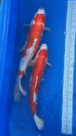 10 KOI (all over 24”) - pond starter kit! 1