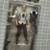The Walking Dead Series 4: ANDREA 5" Figure w/Accessories (McFarlane, 2 thumbnail