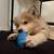 Pomsky Puppy Rehoming 10 thumbnail