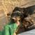 600$ Dobermans 4 thumbnail