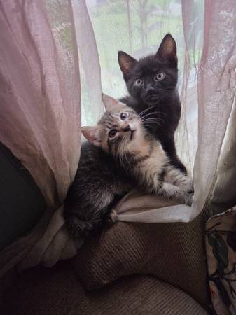 Two kittens (Benson)63670824395137120