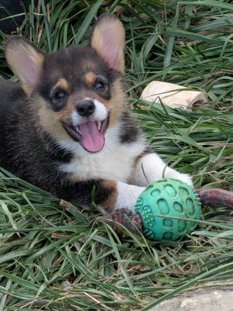 Corgi Puppies64009055517058122