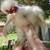 3 TO 4 MO. OLD SILKIES 2 thumbnail