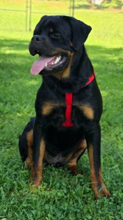 Rottweiler (macho AKC)63661423824259120