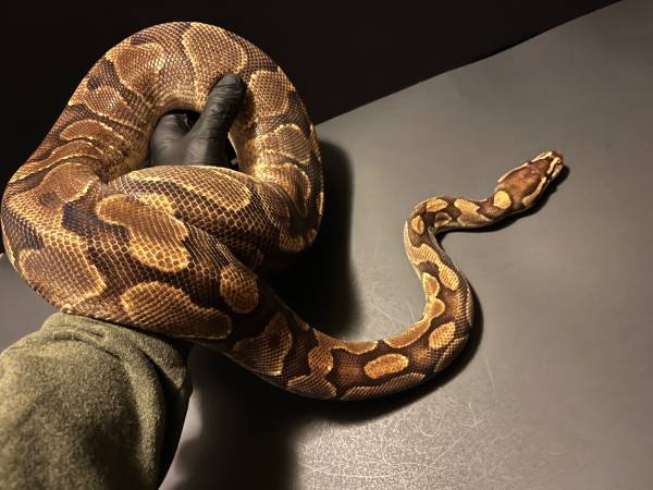 Enchi ball python (MillCreek)63869711690497120