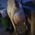 Leche de cabra / goat milk for sale / organic eggs 2 thumbnail