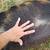 Young Kune Kune Piggy 4 thumbnail