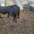 Angus steers 7 thumbnail