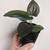 Rare LIVE Inside or Outside House PLANTS. MANY to Choose From 7 thumbnail
