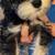 Mini Schnauzer Looking for home 2 thumbnail