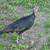 Turkeys 2 thumbnail
