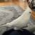 Lost white cockatiel / bird 2 thumbnail