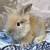 Lion head bunnies 3 thumbnail