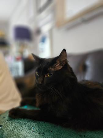 Main Coone Cat | 2 Y/O (Snoqualmie)63942501590403123