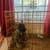 Dog cage 1 thumbnail
