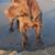 Labrador 1 thumbnail