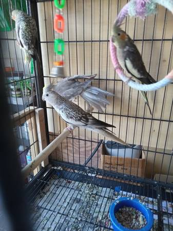Rehoming my cockatiels (Palm Coast)63846014165891121