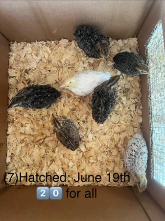 Quail 1