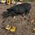 American Guinea Hogs 4 thumbnail