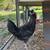 Free Rooster 1 thumbnail
