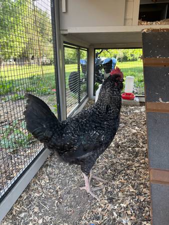 Free Rooster 1