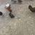 Chickens 1 thumbnail