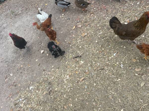 Chickens 1