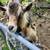 Nigerian dwarf/Alpine cross Buck 3 thumbnail