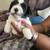 Puppy dog for sale 7 thumbnail
