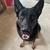 German Shepherd Male – 18 Months – Trained, Good with Kids, Maineville 1 thumbnail