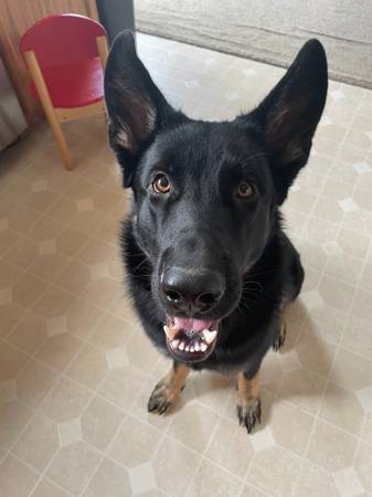 German Shepherd Male – 18 Months – Trained, Good with Kids, Maineville 1