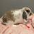 Holland lop bunnies 6 thumbnail