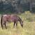 Bay Roan mare QH 3 thumbnail