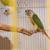 Lovebirds y Greencheek Parrots 16 thumbnail