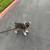 Licensed, Bonded, Insured, Dog Walking and Pet Care Company w/ App 5 thumbnail