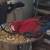 Ruby Macaw 2 thumbnail
