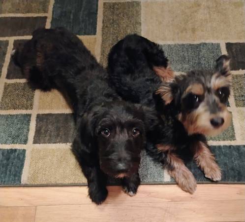 Rehoming Schnauzer Poodle puppies (Quincy)63655651306627123