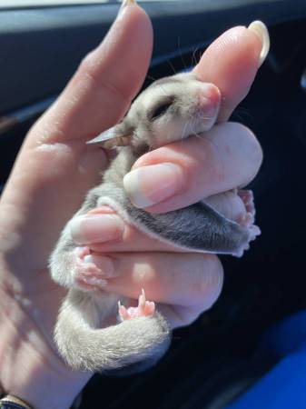Sugar Gliders 1