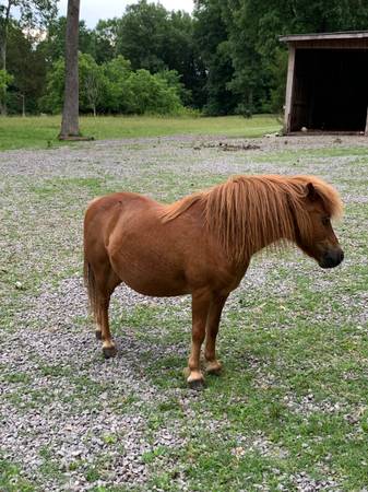 Pony 1