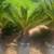 Large Sego Palms 3 thumbnail