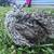 Coturnix hatching eggs 6 thumbnail