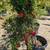 Pomegranate Tree 13 thumbnail
